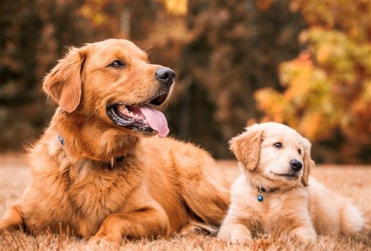 Kaiser's Pack - Nexy Gen, by Bensiamin Kaiser's Pack - Next Gen, by Bensiamin